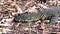 Monitor Lizard in the Queensland forest, Australia