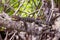 Monitor lizard resting on a tree branch