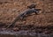 Monitor lizard in river kerala