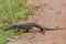 Monitor lizard in savanah in Sri lanka island