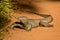 Monitor lizard in savanah in Sri lanka island