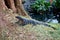 Monitor Lizard on the Shores of Kandy Lake