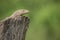 Monitor lizard in Sri Lanka