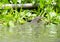 Monitor lizard swimming in the water