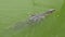 Monitor lizard swims in a pond in a city park in Thailand