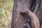Monitor Lizard on a tree closeup