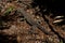 Monitor lizard varanus in Australian rainforest