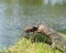 Monitor lizard - Varanus on green grass focus on the varanus eye