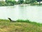 Monitor lizard Varanus salvator in Lumpini park