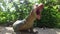 Monitor Lizard Yawning