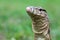 Monitor lizards behind the grass