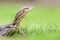 Monitor lizards behind the grass