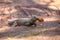 The monitor lizards Varanus eats toasted chicken in batter