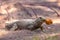 The monitor lizards Varanus eats toasted chicken in batter