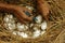 Monitoring crocodile eggs to be hatched