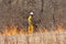 Monitoring the Start of a Controlled Burn