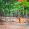 Monk doing daily cleaning routine at at the Tiger Temple in Kanchanaburi, Thailand.
