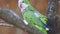 Monk Parakeet