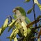 Monk Parakeet Eating Perched on a Tree