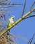 The monk parakeet  feeding  on the date palm tree, Beer Sheva, Israel