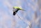 Monk parakeet in flight with the nesting material