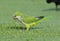 Monk Parakeet forages in the grass