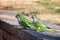 Monk Parakeet (Myiopsitta monachus)