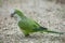 Monk parakeet (Myiopsitta monachus)