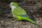 Monk parakeet (Myiopsitta monachus)