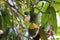 Monk parakeet Myiopsitta monachus eats mango - Pantanal, Mato Grosso do Sul, Brazil