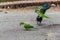 Monk Parakeet Myiopsitta monachus green blue bird