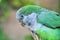 Monk parakeet Quaker parrot Myiopsitta monachus