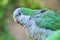 Monk parakeet Quaker parrot Myiopsitta monachus