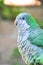 Monk parakeet Quaker parrot Myiopsitta monachus