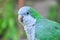 Monk parakeet Quaker parrot Myiopsitta monachus