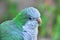 Monk parakeet Quaker parrot Myiopsitta monachus