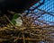 Monk parakeet sitting in its nest, bird breeding season in spring, tropical bird from America, popular pet in aviculture