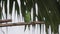 monk parakeets, Myiopsitta monachus colony at nest