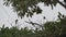 monk parakeets, Myiopsitta monachus colony at nest