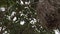 monk parakeets, Myiopsitta monachus colony at nest