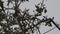 monk parakeets, Myiopsitta monachus colony at nest