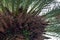 Monk Parakeets in a nesting palm tree