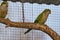 monk parrot in zoo cages, colorful and funny birds, heat-loving birds.