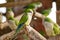 monk parrot in zoo cages, colorful and funny birds, heat-loving birds.