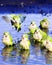 Monk Parrots