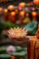 A monk& x27;s hand presents a blooming lotus, beautifully offset by a soft-focus temple celebration backdrop