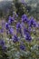 Monk`s-hood, Aconite or Wolfsbane - latin name Aconitum Napellus.