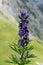 Monk`s-hood or wolfsbane in the German Alps