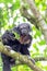 Monk Saki Monkey