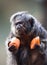 Monk Saki monkey